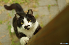 ねこ　その１０７
