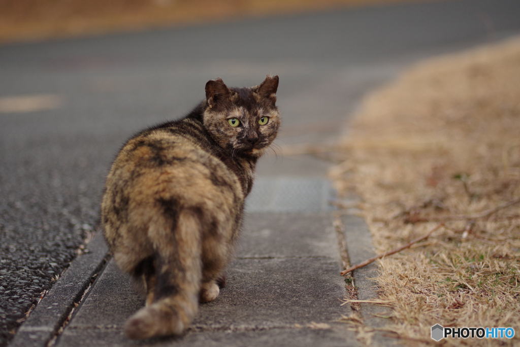 ねこ　その４６７