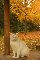 ねこ　その３４５