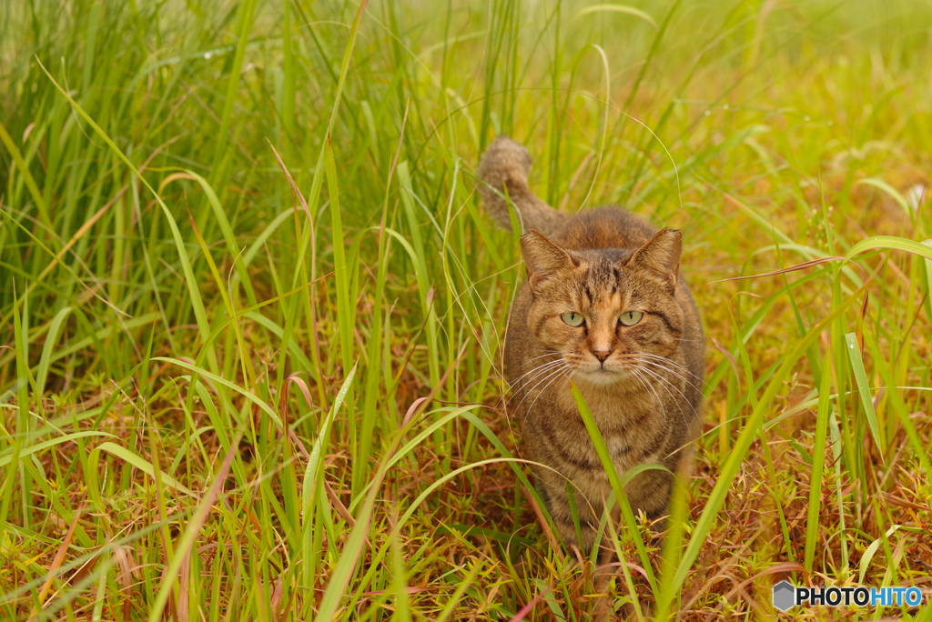 ねこ　その８９３