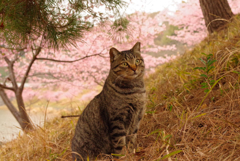 ねこ　その５１１