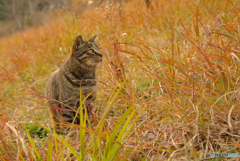 ねこ　その４４６