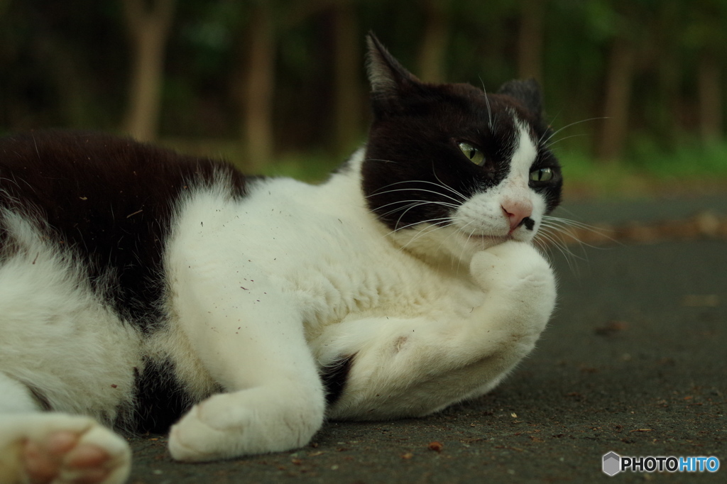 ねこ　その８４