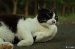 ねこ　その８４