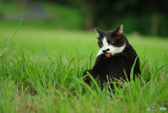 ねこ　その２１３