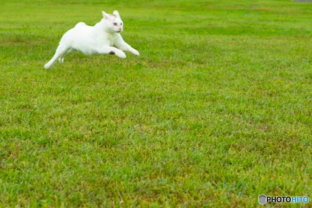 ねこ　その３１３