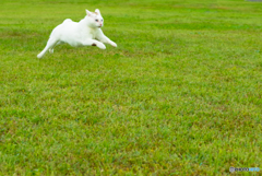 ねこ　その３１３