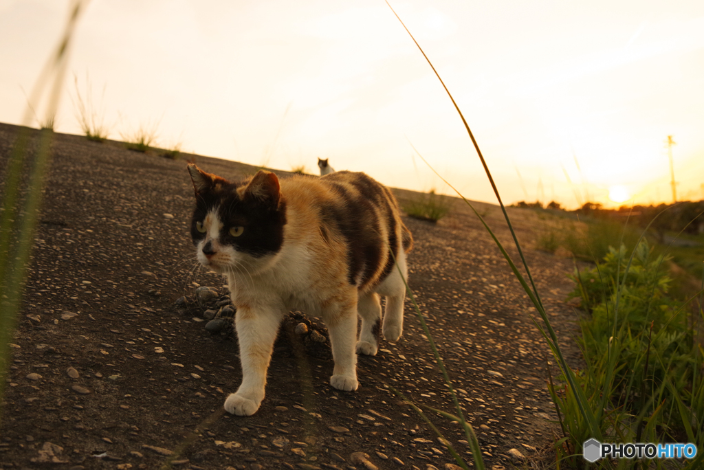 ねこ　その６１９