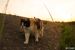 ねこ　その６１９