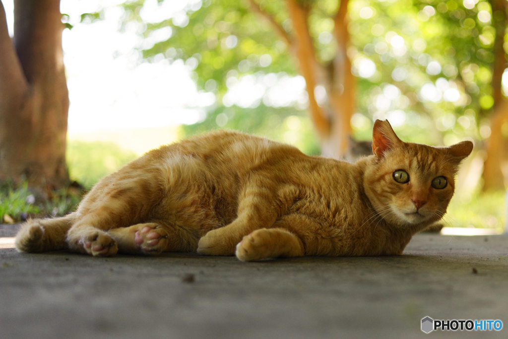 ねこ　その６５２