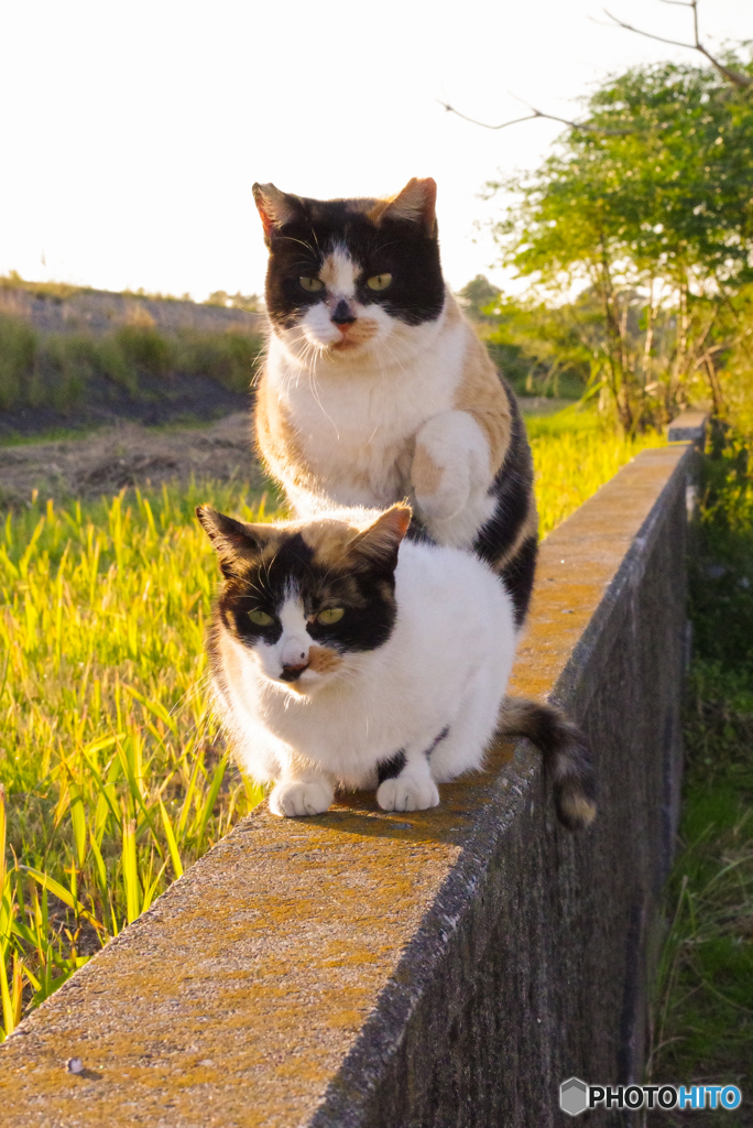 ねこ　その９６３