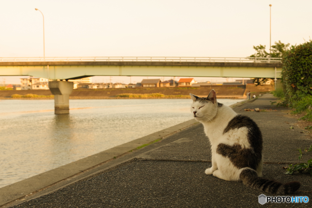 ねこ　その８４６