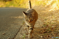 ねこ　その１０