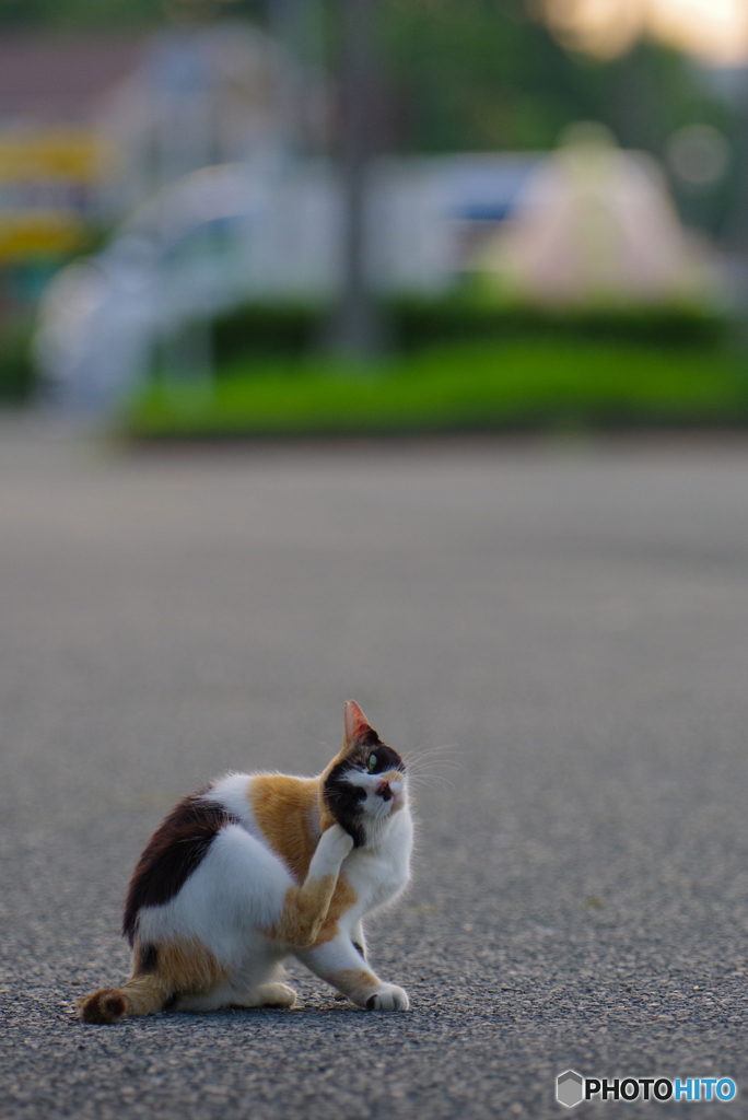 ねこ　その７４１