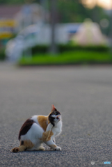 ねこ　その７４１