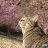 ねこ　その１９