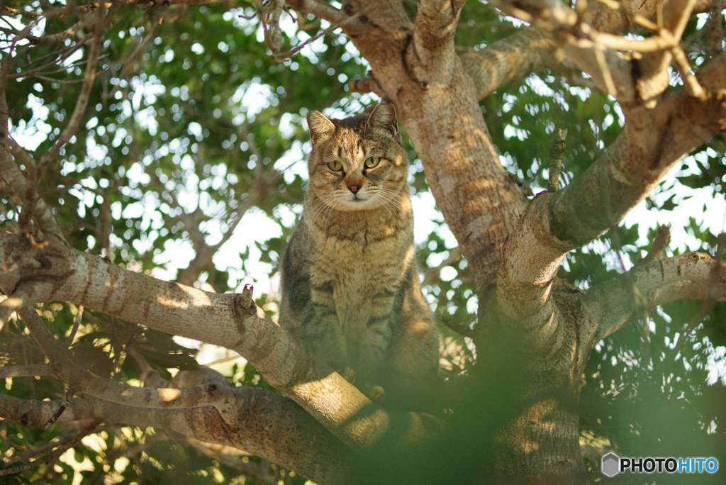 ねこ　その４９４