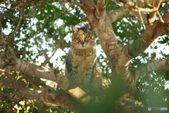 ねこ　その４９４