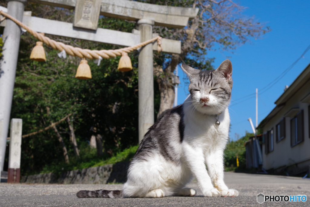 ねこ　その９４７