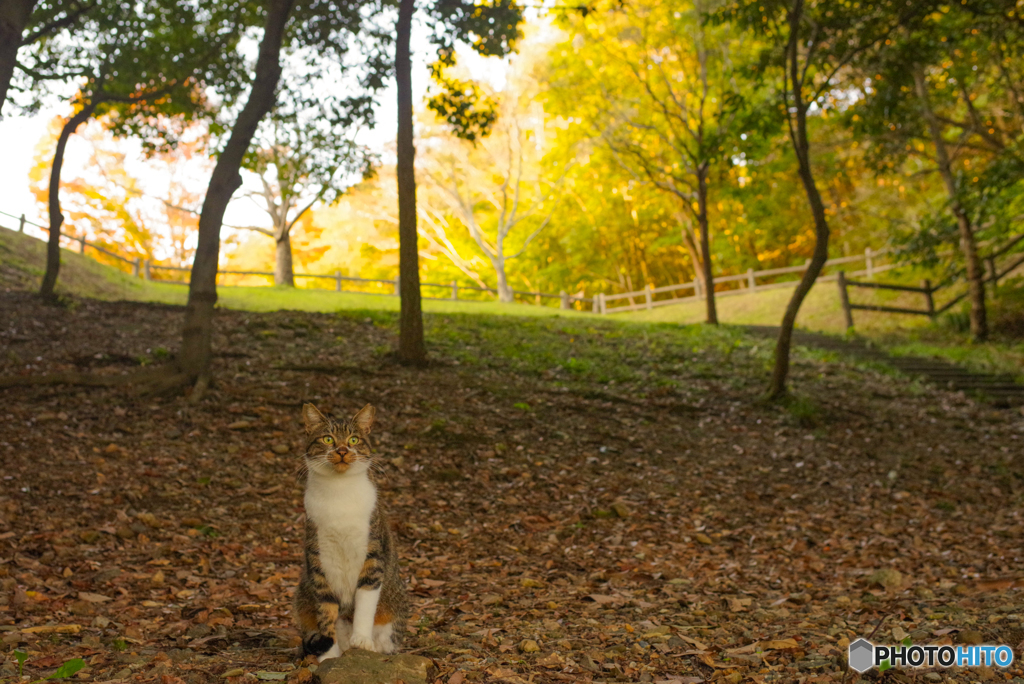 ねこ　その３０８