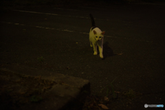 真夏の夜の白猫　（ねこ　その１９６）