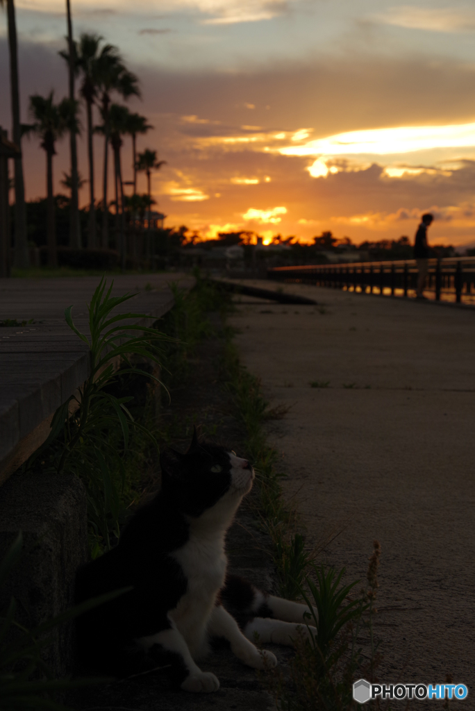 ねこ　その７３９