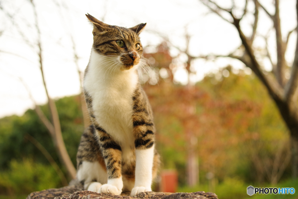 ねこ　その３０１