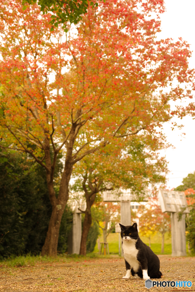 ねこ　その３２７