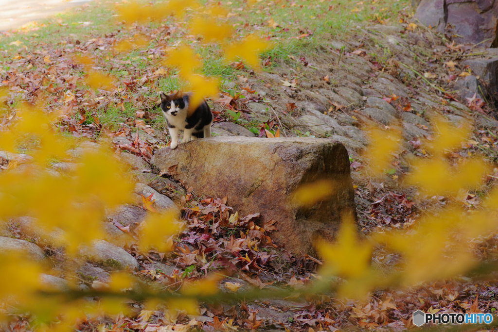 ねこ　その３７５