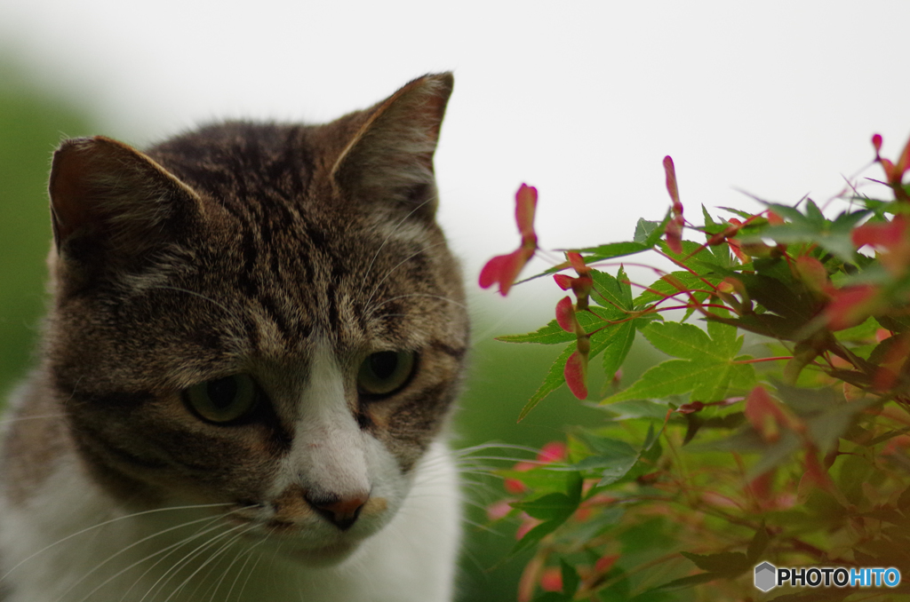 ねこ　その１０２