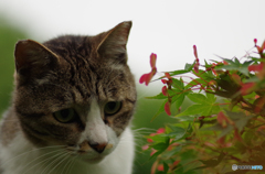 ねこ　その１０２