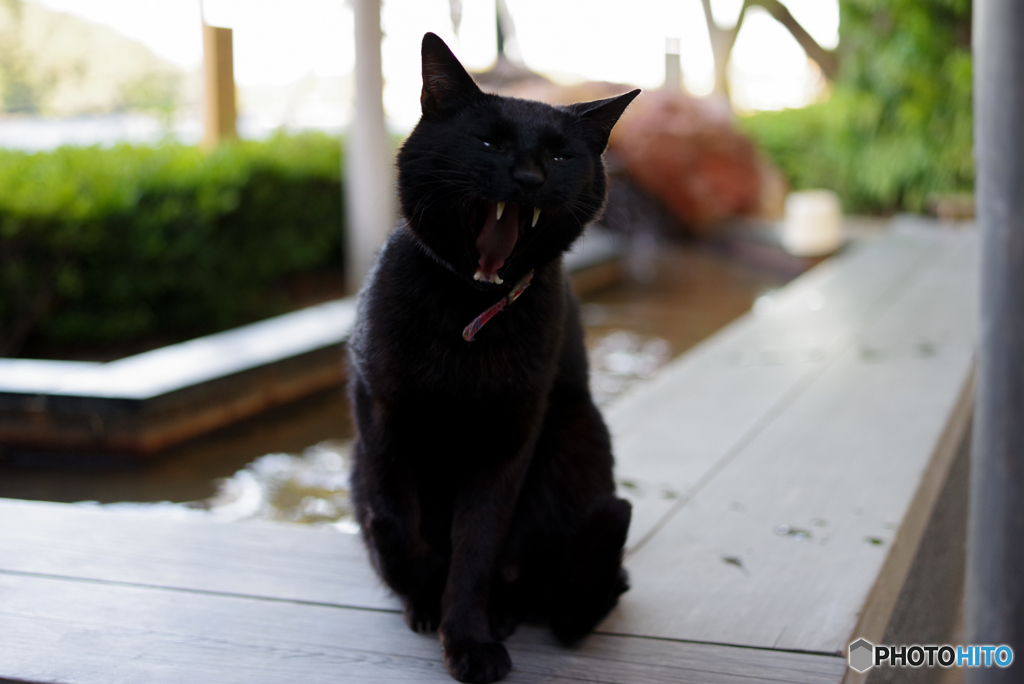 ねこ　その６６５