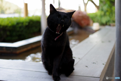 ねこ　その６６５