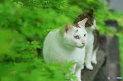 ねこ　その６２