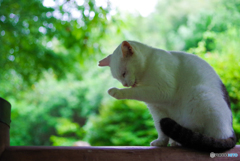 ねこ　その２４９