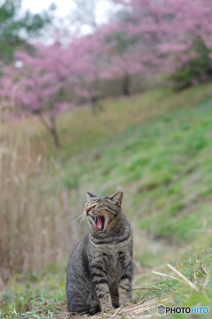 ねこ　その１５