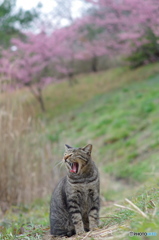 ねこ　その１５