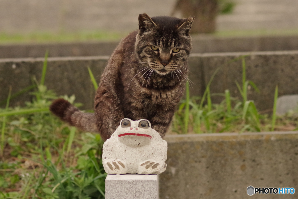 ねこ　その７１０