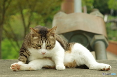 ねこ　その４４