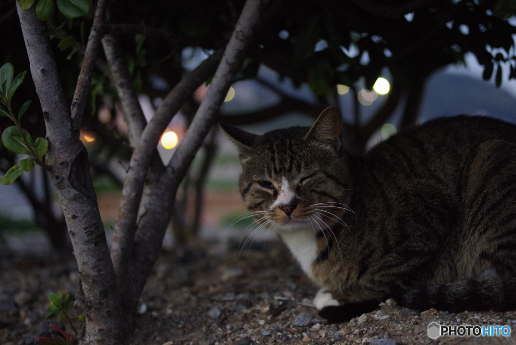 ねこ　その９８７