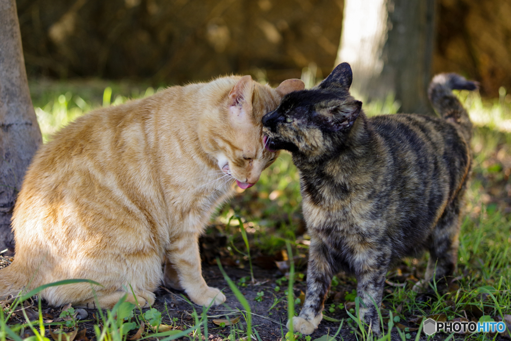 ねこ　その６５４