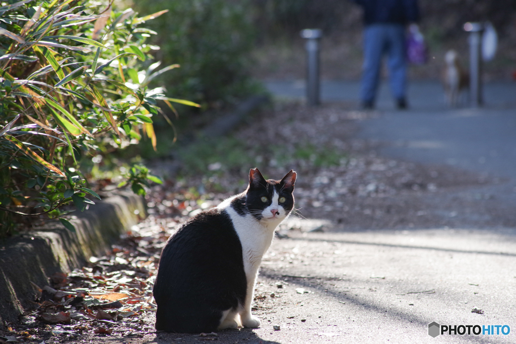 ねこ　その５４７