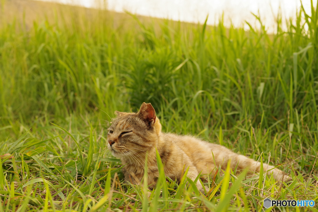 ねこ　その７２９