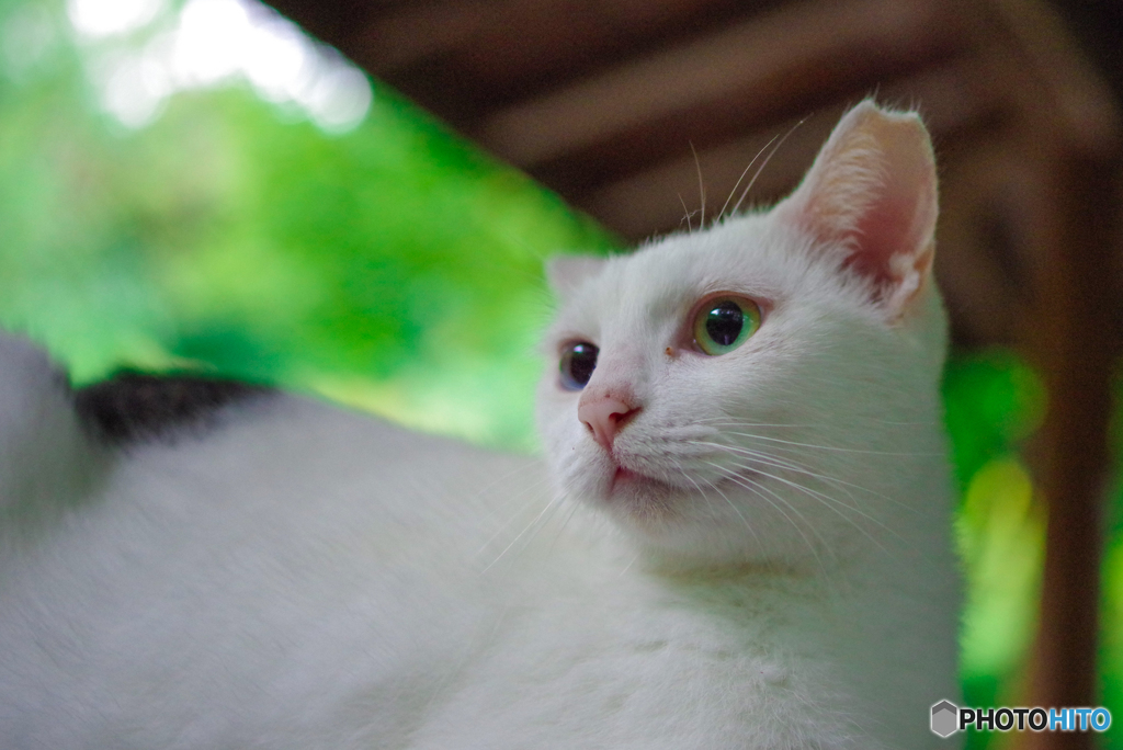 ねこ　その２４８