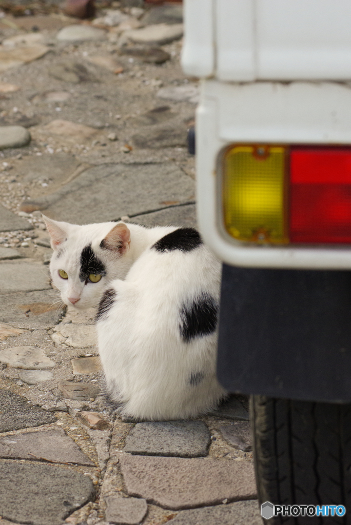 ねこ　その９５１