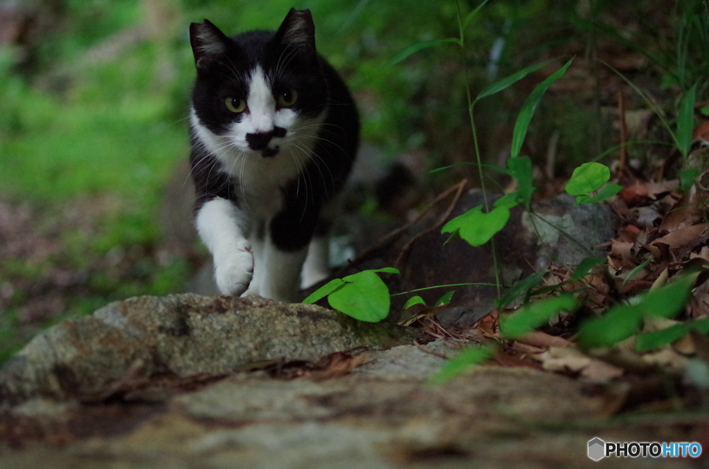 ねこ　その８８