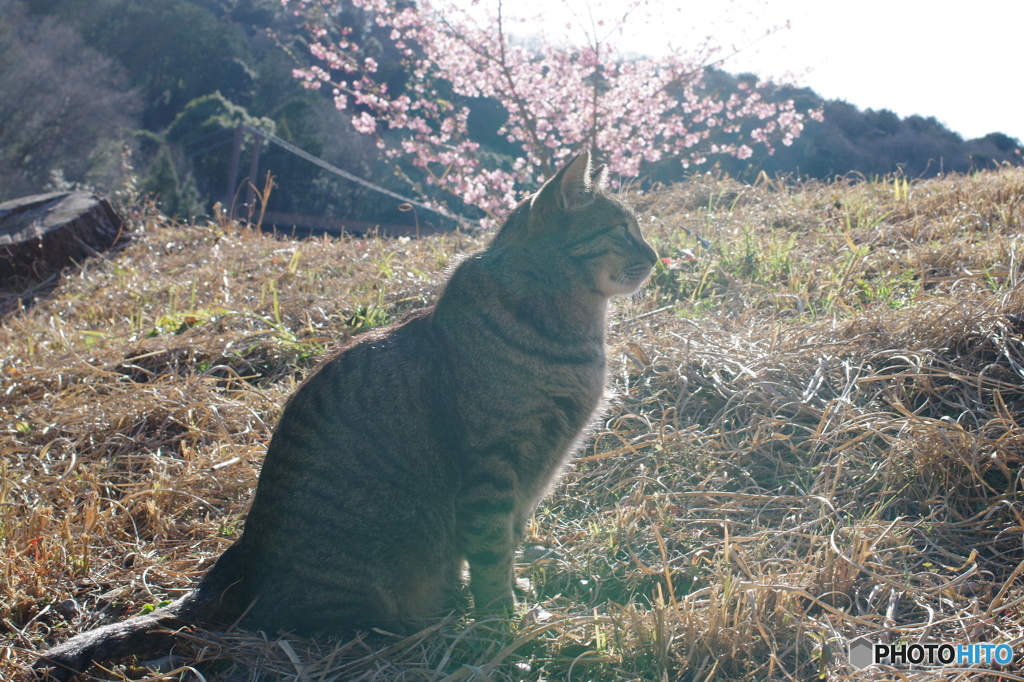 ねこ　その１８