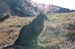 ねこ　その１８