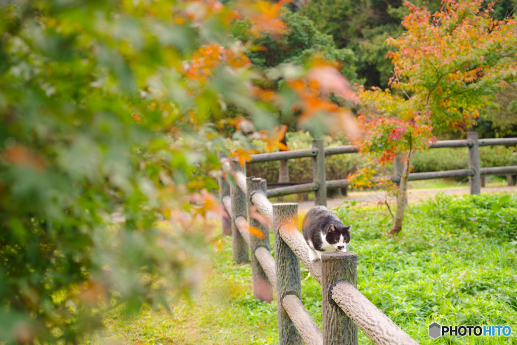 ねこ　その３５７