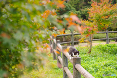 ねこ　その３５７